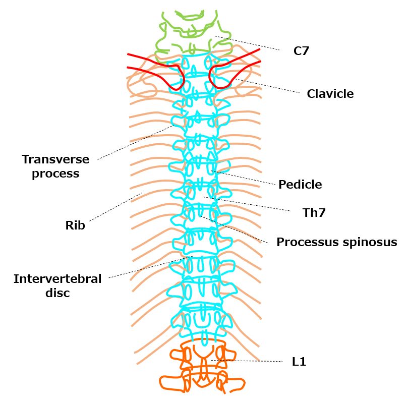 Image eval 2 RADR 1250 AP T-spine Flashcards | Quizlet