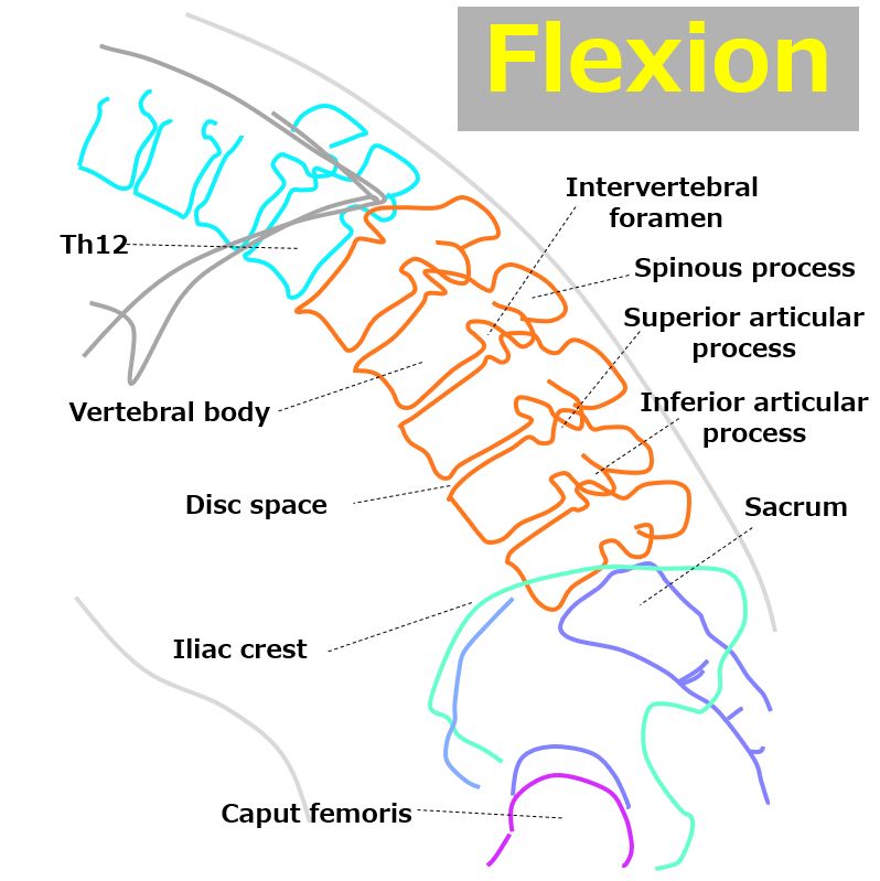 flexion_and_extension20