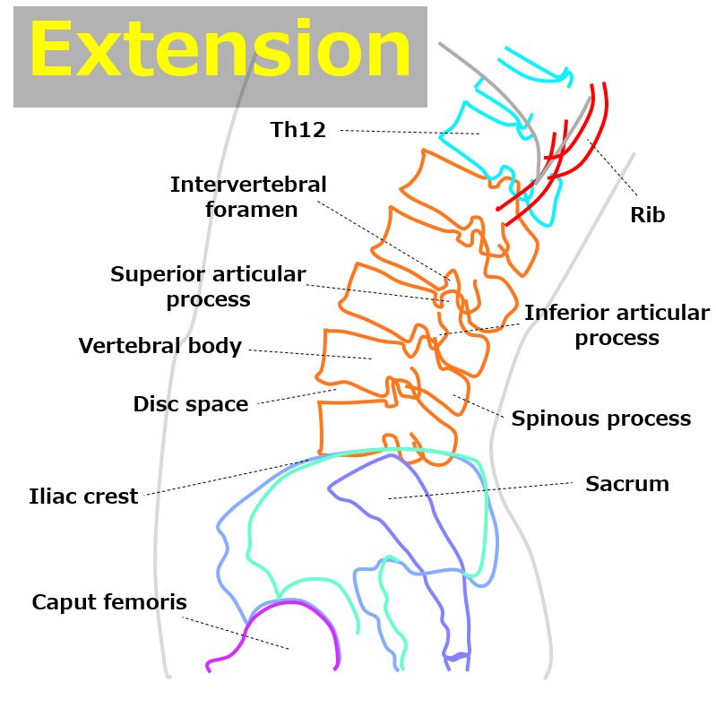 flexion_and_extension22